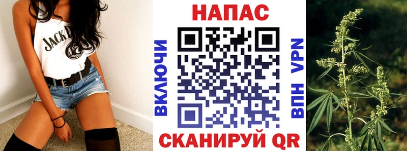 хочу наркоту  Сельцо  Канабис сатива 
